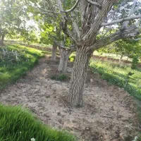 باغ باصفا