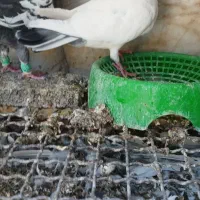 چندجفت کبوتر  معامله هم میشه با مرغ و خرگوش