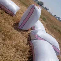 کاه گندم