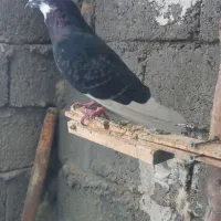 6عدد کبوتر پرش سنگین
