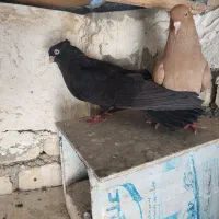 کفتر زاغ آبادانی وماده زرد دم سفید