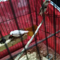 فنچ زبرا نر و ماده
