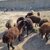 گوسفند زنده بره نر شیشک ماده میش بزغاله موجود است