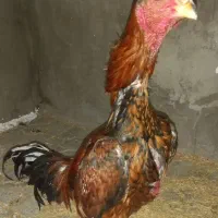 خروس لاری