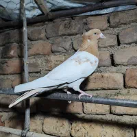 ۷ عدد کبوتر گشتی