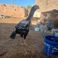 میکس اوشامو