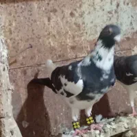 کفتر ضربه