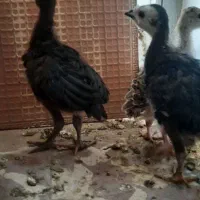 جوجه بوقلمو یک ماهه