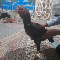 خروس لاری