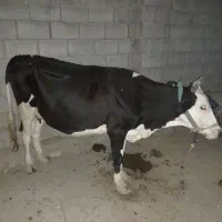 گاووگوساله