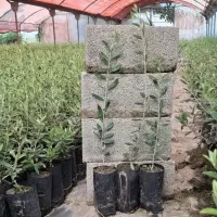 فروش نهال پسته البالو  انگور گلابی گوجه سبز گلدانی
