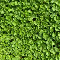چمن طبیعی دایکوندرا
