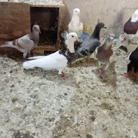 کفتر نروماده طوقی و سینه ای
