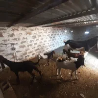 فروش بز(کلر) و تگه پاکستانی گلابی اصل