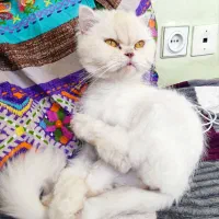 گربه|گربه|کرمان, |دیوار