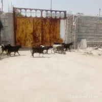 کهره نروماده