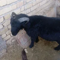 بره سیاه بذری شیر مست.مست