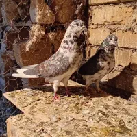 کبوتر قاره