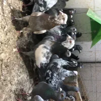 کفتر جفتی ۳۶۰