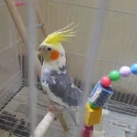 عروس هلندی نر