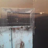 قناری کوچیک خرما