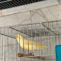 قناری ماده آماده