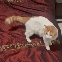 واگذاری پت