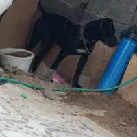 پیت بول
