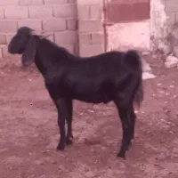 بزغاله دو دندان