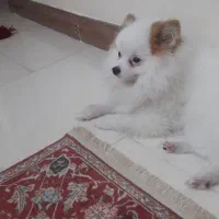 سگ پامرین،تمام واکسن ها رو زده