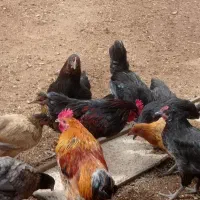پرنده