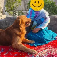 گلدن ، زلف بر باد مده