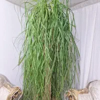 درختچه طبیعی لیندا بسیار بزرگ