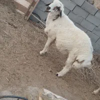 قوچ