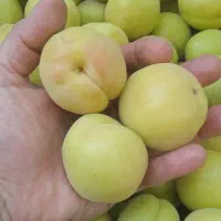 لواشک آلو و زردآلو
