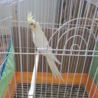 عروس هلندی