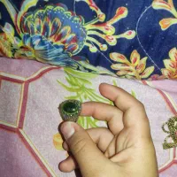 کبوتر|لوازم جانبی حیوانات|چرام, |دیوار