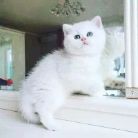 بیریتیش با صورت تپل سفید برفی