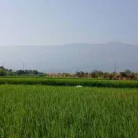 سمپاشی هموژنایزر مزارع و باغات