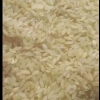 برنج کامفیروزی