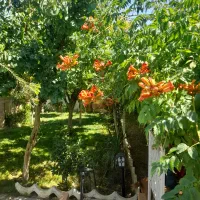 باغچه-باغ-ویلا-380-متر-بر-ایرانمهر