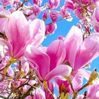 خط موبایل دائمی