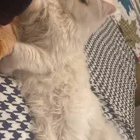 گربه نژاد پرشین گمشده