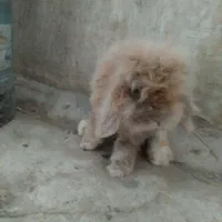 خرگوش لوپ