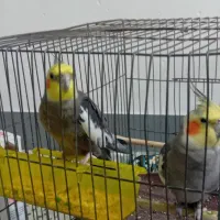 دو عدد عروس هلندی نر سخنگو