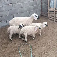 فروش فوری