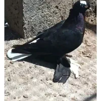 5عددالوان