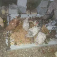 جوجه گلین فریمان