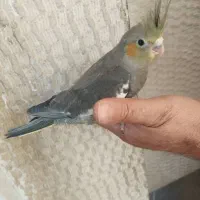 عروس هلندی
