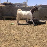 کهره نر، بز
